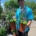 Patrice laterreur L'Horticulteur