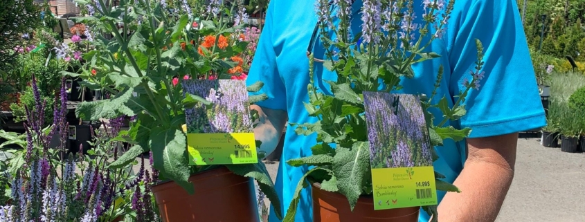 Patrice laterreur L'Horticulteur